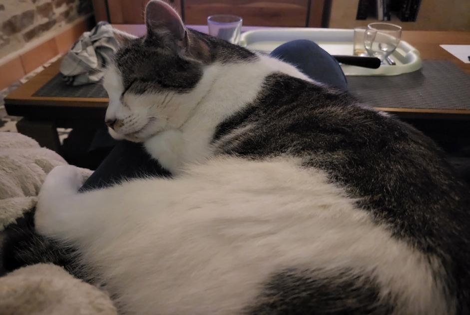 Avviso scomparsa Gatto  Maschio , 3 anni Vue Francia