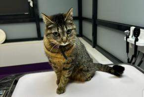 Avviso scomparsa Gatto Femmina, 6 anni Fontenay-le-Fleury Francia