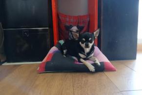 Avviso scomparsa Cane Maschio, 4 anni Aix-en-Provence Francia