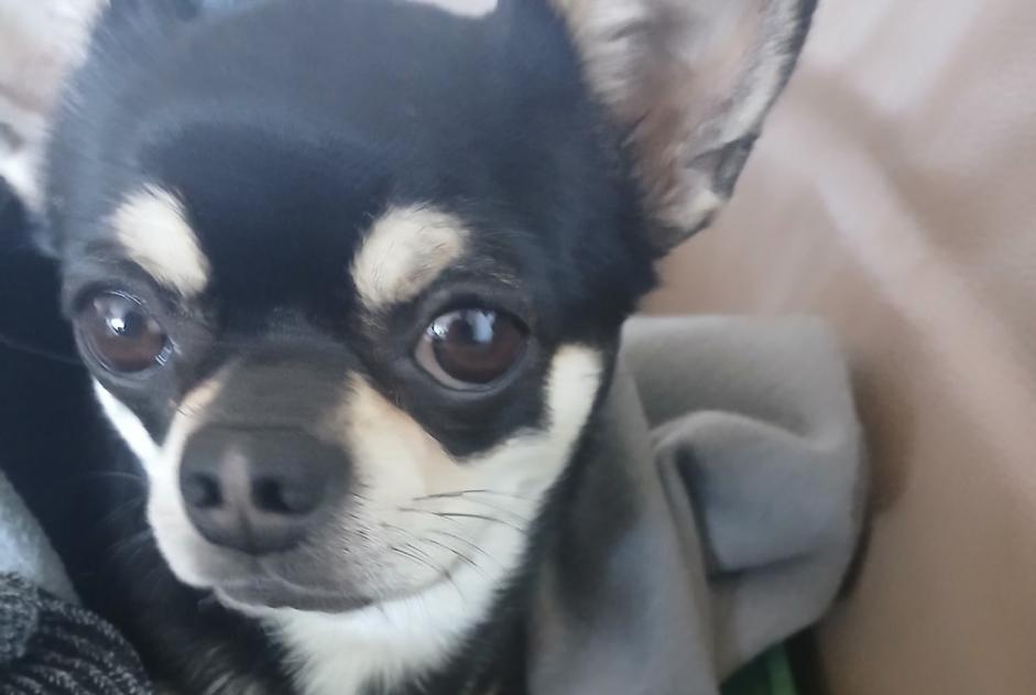 Avviso scomparsa Cane  Maschio , 4 anni Aix-en-Provence Francia