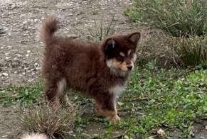 Avviso scomparsa Cane Maschio, 0 anni Clairac Francia