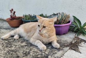 Avviso Ritrovamento Gatto Non conosciuta Marolles-les-Braults Francia