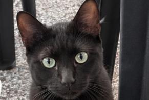 Avviso Ritrovamento Gatto Maschio Mondelange Francia