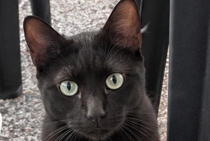 Avviso Ritrovamento Gatto Maschio Mondelange Francia