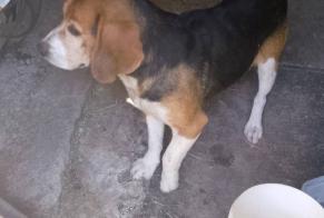 Avviso Ritrovamento Cane Maschio Vieux-Viel Francia
