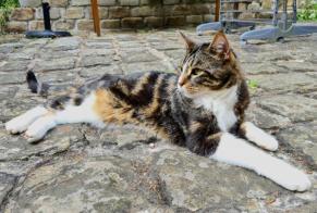 Avviso scomparsa Gatto incrocio di razze Maschio, 5 anni Le Tremblay-sur-Mauldre Francia