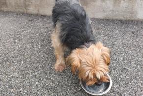 Avviso Ritrovamento Cane Maschio Ozon Francia
