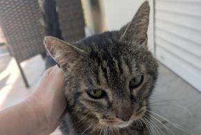 Avviso scomparsa Gatto Maschio, 9 anni Coulounieix-Chamiers Francia