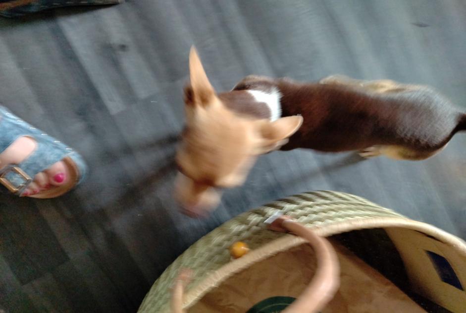 Avviso Ritrovamento Cane  Maschio Neuville-sur-Ain Francia