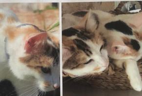 Avviso scomparsa Gatto incrocio di razze Femmina, 4 anni Geay Francia