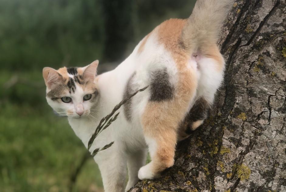 Avviso scomparsa Gatto incrocio di razze Femmina , 4 anni Geay Francia