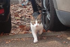 Avviso Ritrovamento Gatto Maschio Saint-Étienne Francia