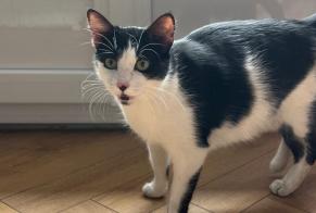 Avviso Ritrovamento Gatto Femmina Moulins Francia