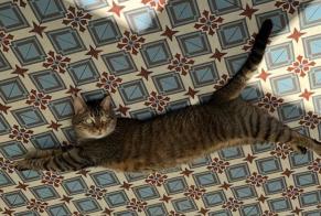 Avviso scomparsa Gatto incrocio di razze Maschio, 7 anni Béthune Francia