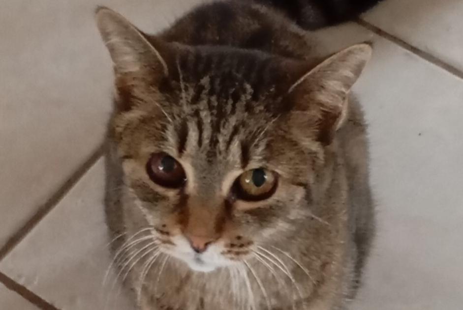 Avviso scomparsa Gatto  Femmina , 16 anni Chauffailles Francia