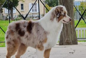 Avviso scomparsa Cane Maschio, 8 anni Condé-en-Normandie Francia