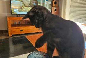 Avviso scomparsa Gatto incrocio di razze Femmina, 0 anni Draguignan Francia