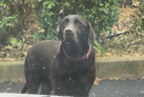 Avviso Ritrovamento Cane Non conosciuta Magalas Francia