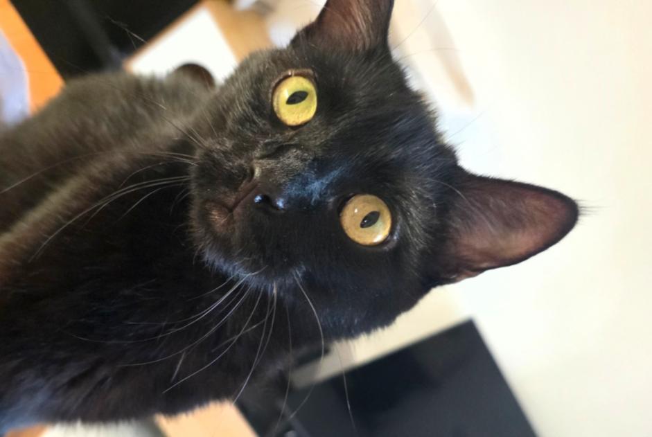 Avviso scomparsa Gatto Maschio , 3 anni Annecy Francia