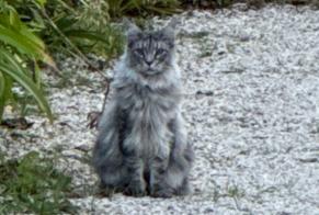 Avviso Ritrovamento Gatto Non conosciuta Cancale Francia