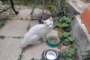 Avviso Ritrovamento Gatto Femmina Périgueux Francia