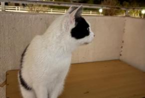 Avviso Ritrovamento Gatto Non conosciuta Marseille Francia