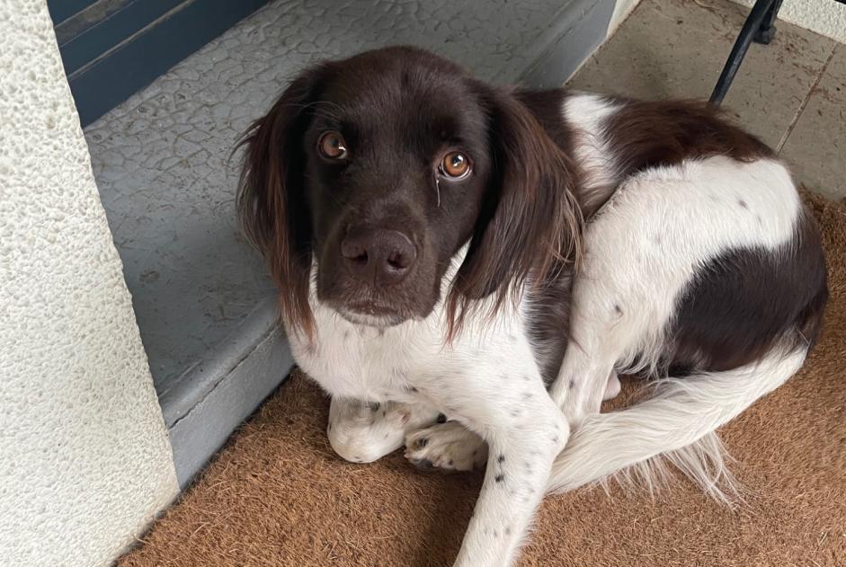 Avviso scomparsa Cane  Maschio , 4 anni Écully Francia