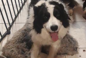 Avviso Ritrovamento Cane Maschio Neuvic Francia