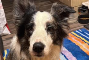 Avviso scomparsa Cane Maschio, 3 anni Saint-Félix-de-Rieutord Francia