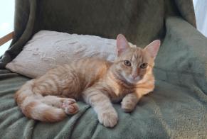 Avviso scomparsa Gatto Maschio, 3 anni Auray Francia