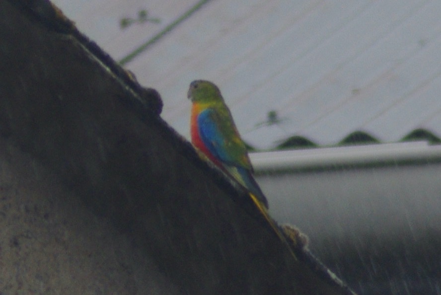 Avviso Ritrovamento Uccello Non conosciuta Mauges-sur-Loire Francia