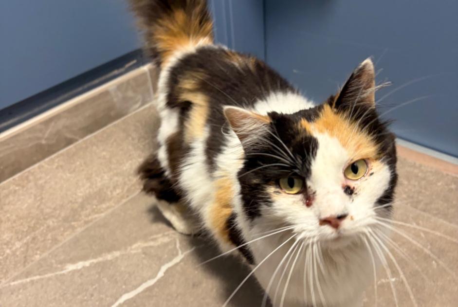 Avviso Ritrovamento Gatto incrocio di razze Non conosciuta , 4 anni Poisy Francia