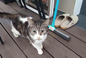 Avviso Ritrovamento Gatto Non conosciuta Mouvaux Francia