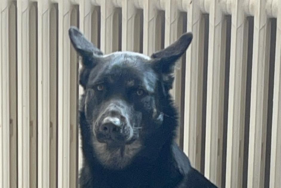 Avviso scomparsa Cane incrocio di razze Femmina , 3 anni Nice Francia