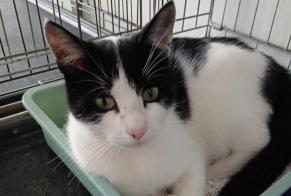 Avviso Ritrovamento Gatto Maschio Vernouillet Francia