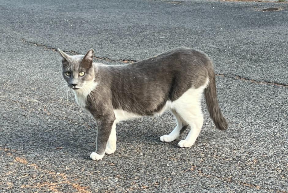 Avviso scomparsa Gatto incrocio di razze Maschio , 9 anni Saint-Clément-de-Rivière Francia