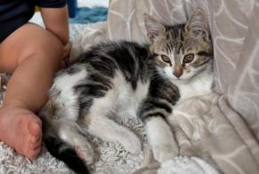 Avviso scomparsa Gatto incrocio di razze Maschio, 0 anni Le Petit-Quevilly Francia