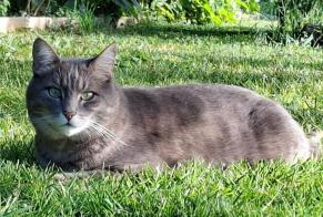 Avviso scomparsa Gatto Maschio, 8 anni Avrigny Francia
