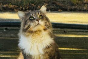 Avviso Ritrovamento Gatto Non conosciuta Laneuveville-devant-Nancy Francia