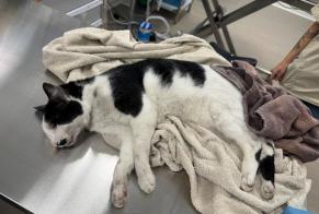 Avviso Ritrovamento Gatto Non conosciuta Saint-Aignan Francia