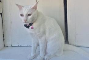 Avviso scomparsa Gatto Femmina, 3 anni Le Vésinet Francia
