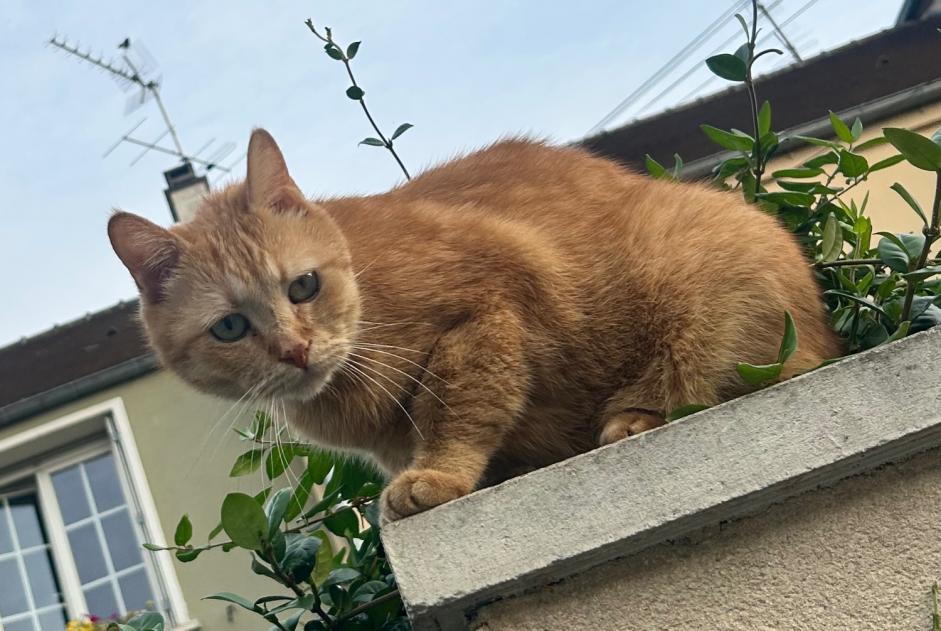 Avviso scomparsa Gatto Maschio , 9 anni Savigny-sur-Orge Francia