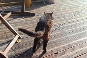 Avviso Ritrovamento Gatto Femmina Saint-Prest Francia
