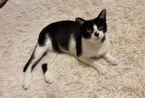 Avviso scomparsa Gatto Femmina, 2 anni La Bridoire Francia