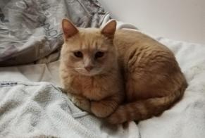 Avviso scomparsa Gatto Maschio, 19 anni Auxerre Francia