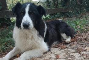 Avviso Ritrovamento Cane Maschio Beauronne Francia