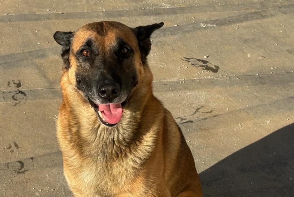 Avviso Ritrovamento Cane incrocio di razze Maschio Gémenos Francia
