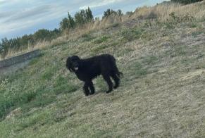 Avviso Ritrovamento Cane Non conosciuta Longages Francia
