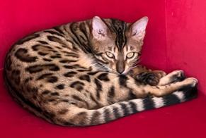 Avviso scomparsa Gatto Femmina, 4 anni Pontacq Francia
