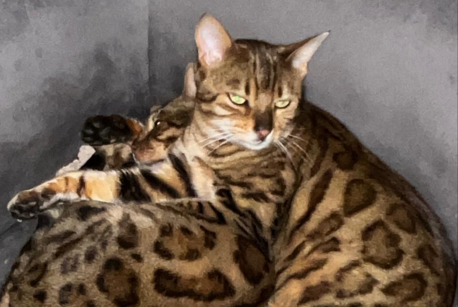 Avviso scomparsa Gatto  Femmina , 4 anni Pontacq Francia